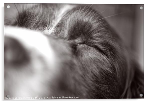Spaniel enjoying being stroked Acrylic by Jonathon Cuff