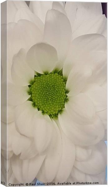 white flower Canvas Print by Paul Shaw