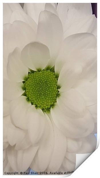 white flower Print by Paul Shaw