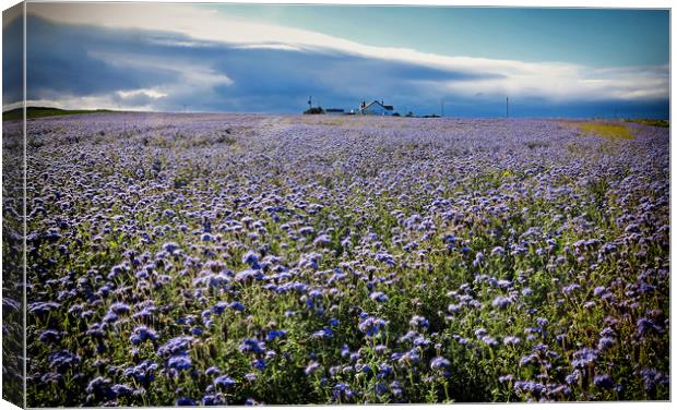 Northumbrian crop of linseed Canvas Print by David McCulloch