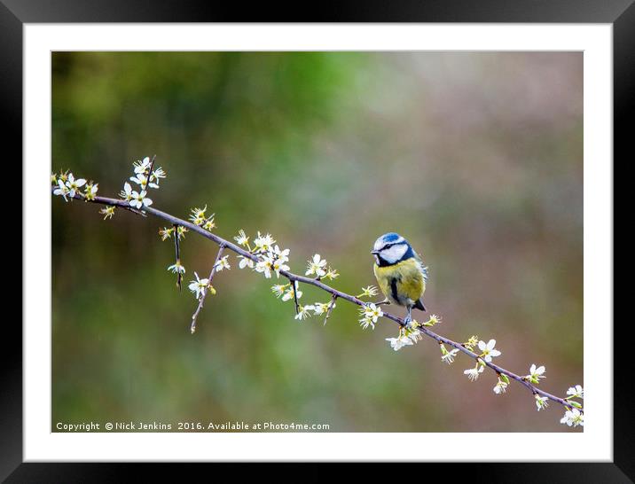 Blue Tit Sitting on Hawthorn Branch with blossoms Framed Mounted Print by Nick Jenkins