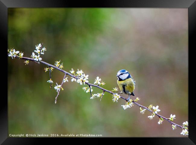 Blue Tit Sitting on Hawthorn Branch with blossoms Framed Print by Nick Jenkins