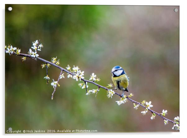Blue Tit Sitting on Hawthorn Branch with blossoms Acrylic by Nick Jenkins