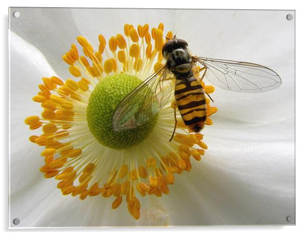 Hoverfly Feasting Acrylic by Jacqi Elmslie