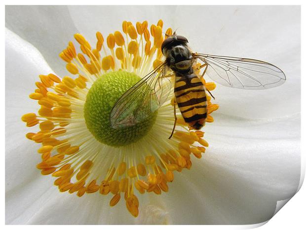 Hoverfly Feasting Print by Jacqi Elmslie
