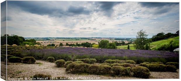 Yorkshire Lavender Pano Canvas Print by Colin Metcalf