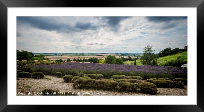 Yorkshire Lavender Pano Framed Mounted Print by Colin Metcalf