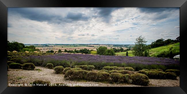 Yorkshire Lavender Pano Framed Print by Colin Metcalf