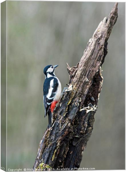 Great Spotted Woodpecker on Tree Stump in woodland Canvas Print by Nick Jenkins