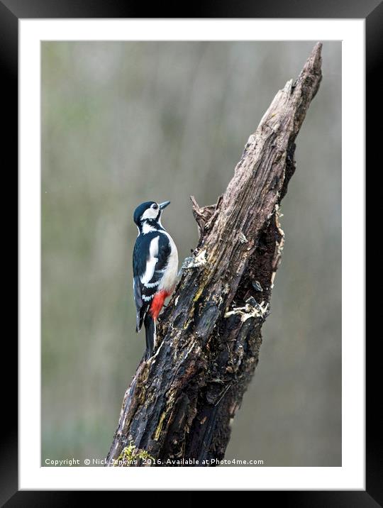 Great Spotted Woodpecker on Tree Stump in woodland Framed Mounted Print by Nick Jenkins