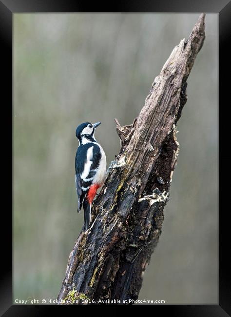 Great Spotted Woodpecker on Tree Stump in woodland Framed Print by Nick Jenkins