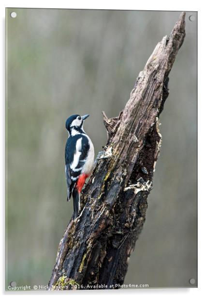 Great Spotted Woodpecker on Tree Stump in woodland Acrylic by Nick Jenkins