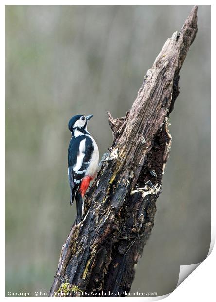 Great Spotted Woodpecker on Tree Stump in woodland Print by Nick Jenkins