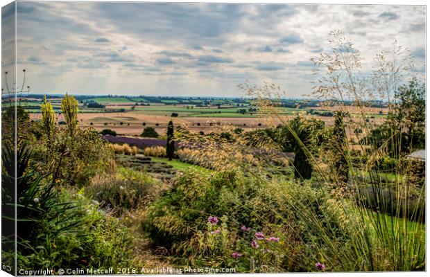 Yorkshire Lavender View Canvas Print by Colin Metcalf