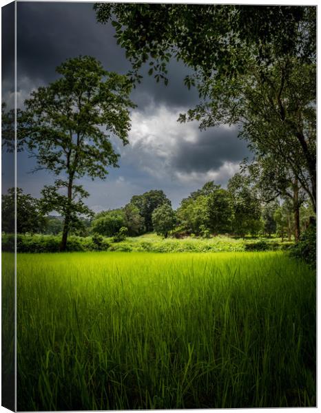 The green gold  Canvas Print by Indranil Bhattacharjee