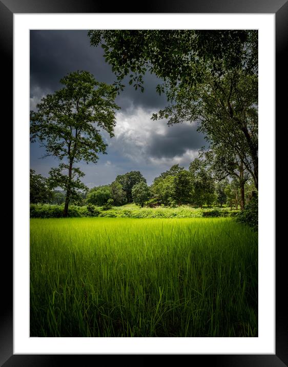 The green gold  Framed Mounted Print by Indranil Bhattacharjee
