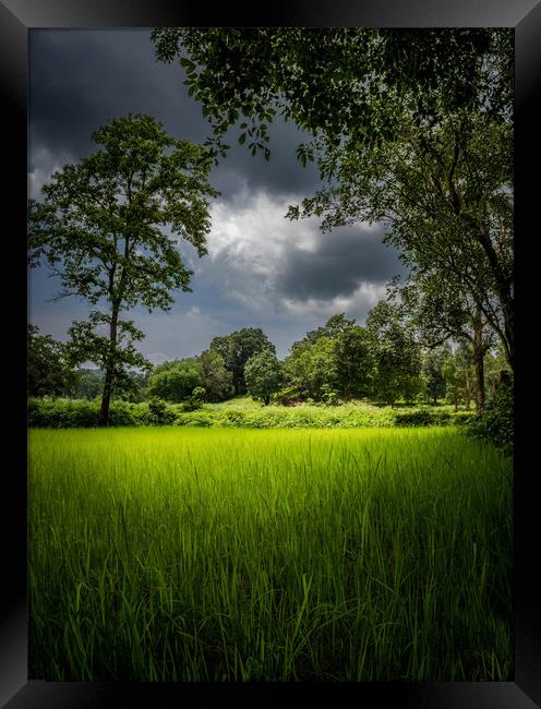 The green gold  Framed Print by Indranil Bhattacharjee