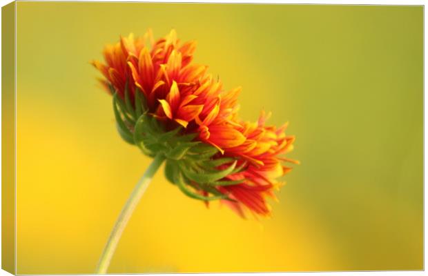 Flaming flora Canvas Print by Indranil Bhattacharjee