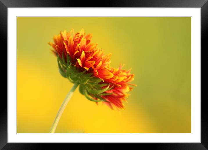 Flaming flora Framed Mounted Print by Indranil Bhattacharjee