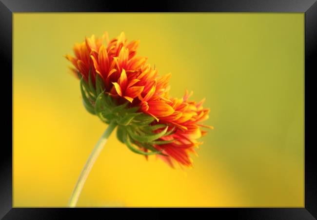 Flaming flora Framed Print by Indranil Bhattacharjee