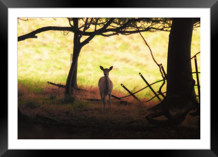 Autumn bambi Framed Mounted Print by Anthony Simpson