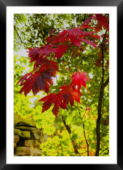 Autumn Colours Framed Mounted Print by Anthony Simpson