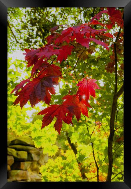 Autumn Colours Framed Print by Anthony Simpson
