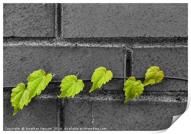 Green Leaves Print by jonathan nguyen