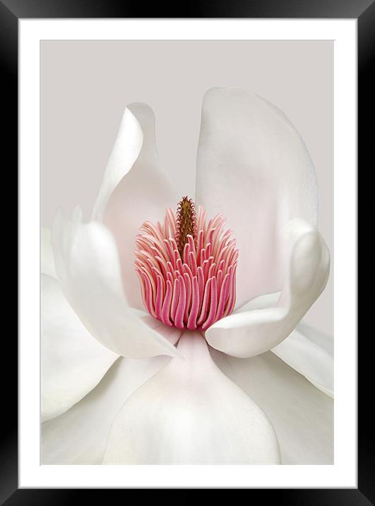 Magnolia Framed Mounted Print by Brian Haslam