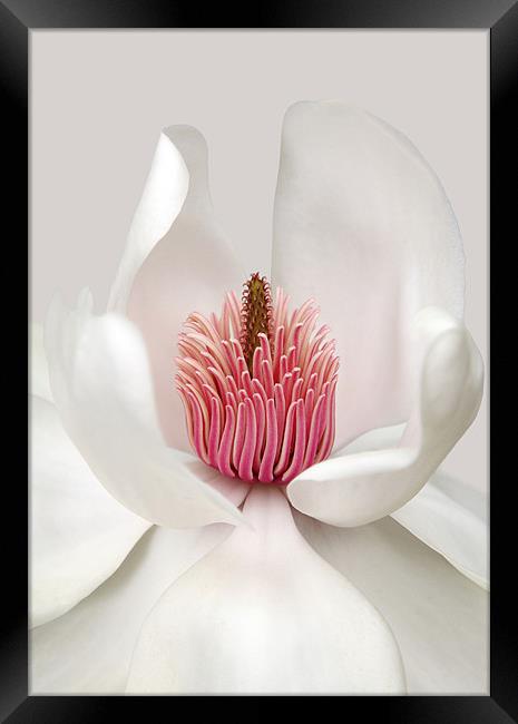 Magnolia Framed Print by Brian Haslam