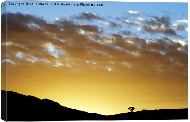 Lone Tree at sunset Canvas Print by Colin Woods