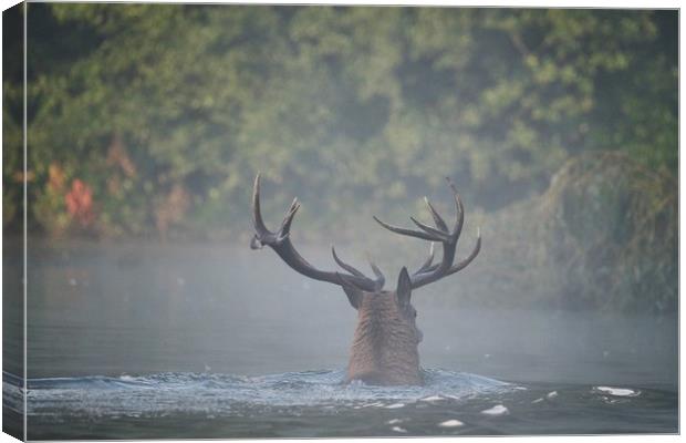 Swimming Stag Canvas Print by Gerald Robinson