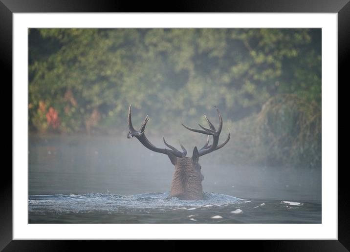 Swimming Stag Framed Mounted Print by Gerald Robinson