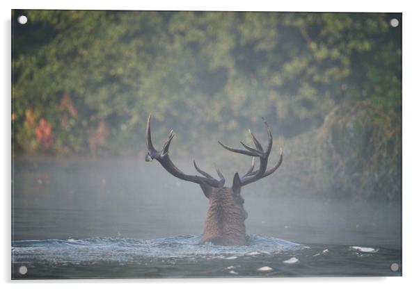 Swimming Stag Acrylic by Gerald Robinson