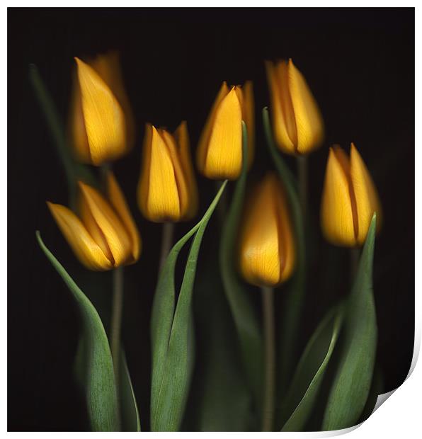 Tulips Print by Brian Haslam