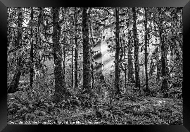 The Hoh Rainforest of Olympic National Park in Was Framed Print by Jamie Pham