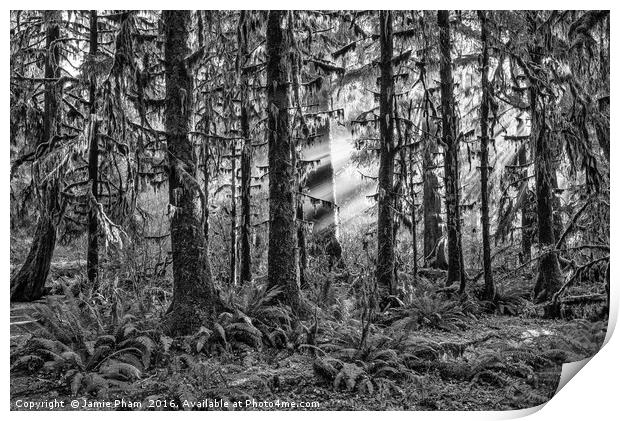 The Hoh Rainforest of Olympic National Park in Was Print by Jamie Pham