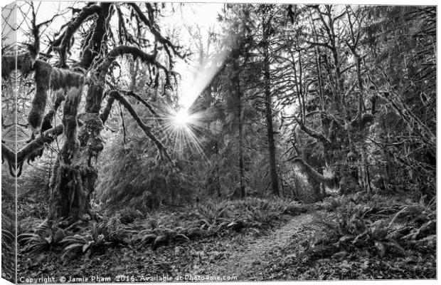 The Hoh Rainforest of Olympic National Park in Was Canvas Print by Jamie Pham