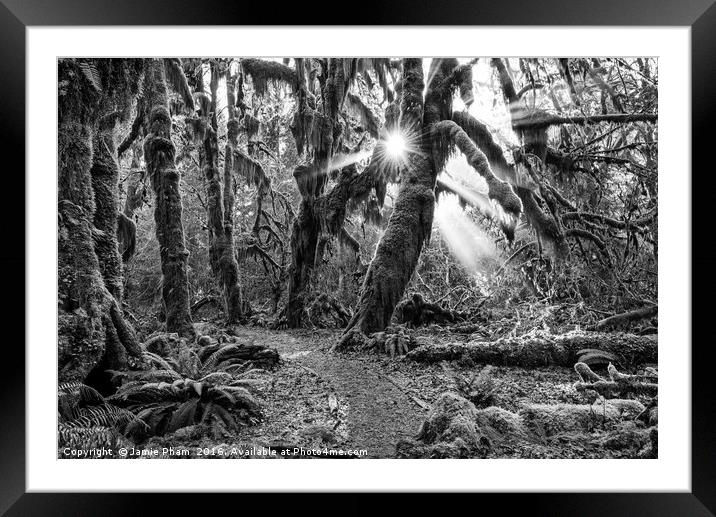 The Hoh Rainforest of Olympic National Park in Was Framed Mounted Print by Jamie Pham