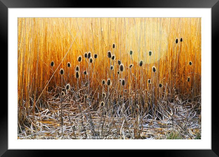 Golden Thistle Framed Mounted Print by Philip Gough