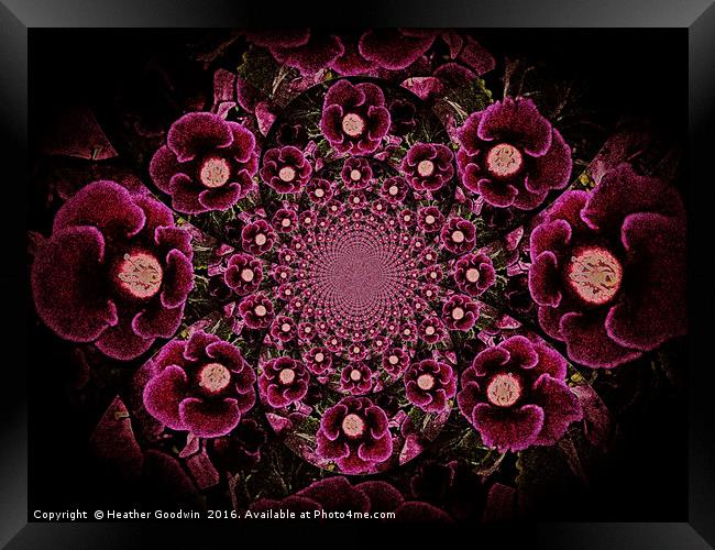 Flowering Velvet. Framed Print by Heather Goodwin