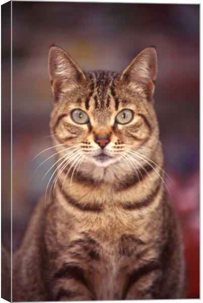Tabby bold domestic cat Canvas Print by Alfredo Bustos