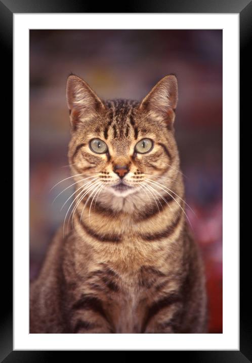 Tabby bold domestic cat Framed Mounted Print by Alfredo Bustos