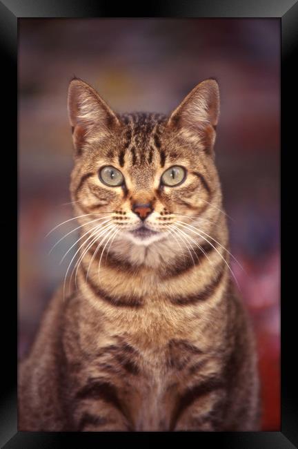 Tabby bold domestic cat Framed Print by Alfredo Bustos