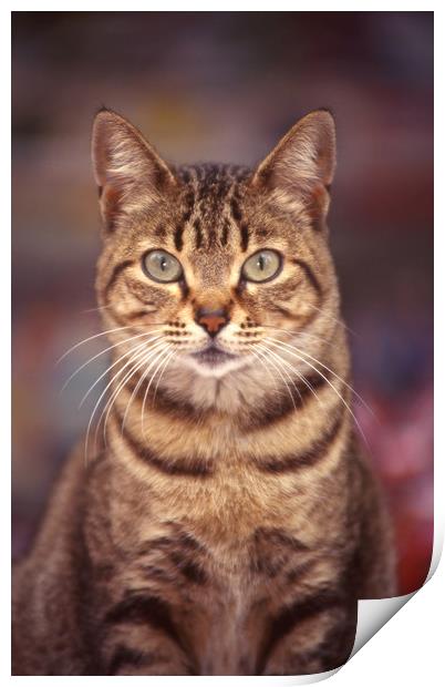 Tabby bold domestic cat Print by Alfredo Bustos