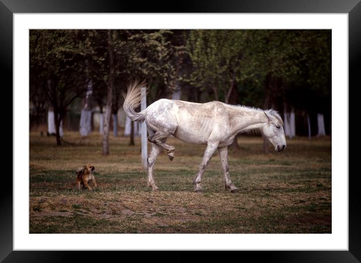 Horse and dog in a fight Framed Mounted Print by Alfredo Bustos