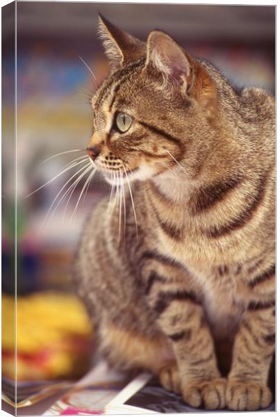 Tabby cat looking right Canvas Print by Alfredo Bustos