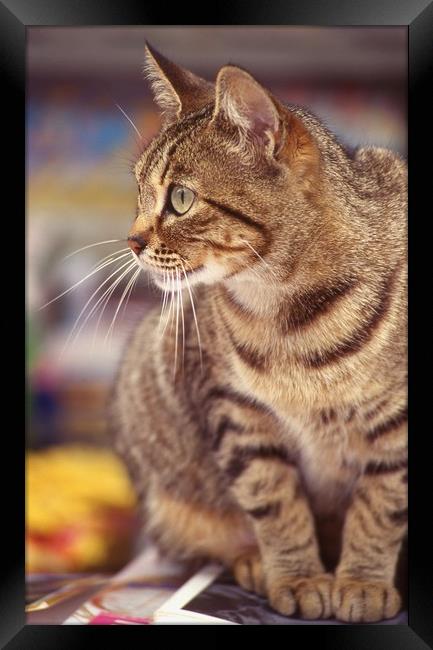 Tabby cat looking right Framed Print by Alfredo Bustos