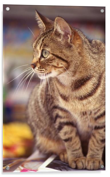 Tabby cat looking right Acrylic by Alfredo Bustos