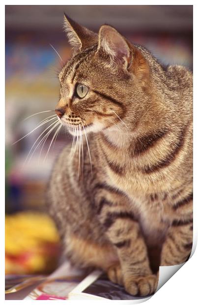 Tabby cat looking right Print by Alfredo Bustos